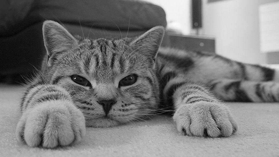 grayscale animal photography of tabby cat HD wallpaper