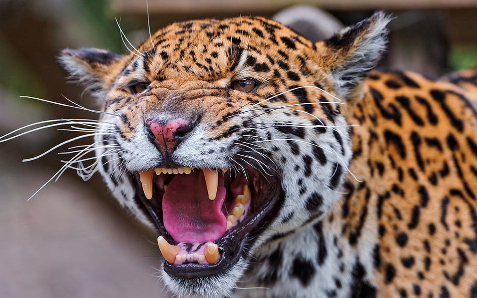 tiger roaring scenery HD wallpaper
