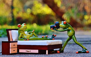 two Tree Frogs taking a photography on bed