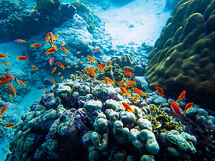 school of orange fish, animals, sea, underwater, nature HD wallpaper
