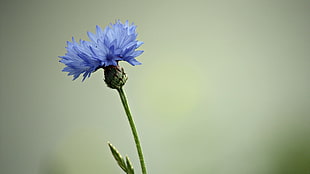 blue cornflower, nature, flowers