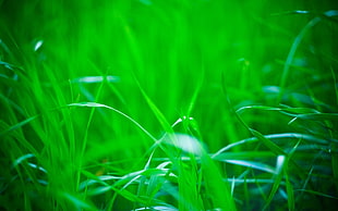 macro photo of green grass