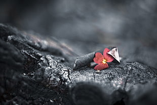 selective color of red Periwinkle flower