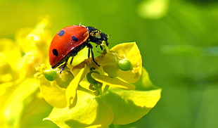 shallow focus photography of red ladybug on yellow petal flower