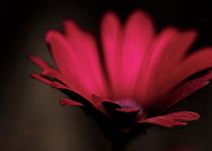 selective focus photography of red petaled flower HD wallpaper