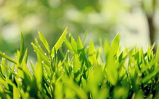 green leave plant shallow focus photo HD wallpaper