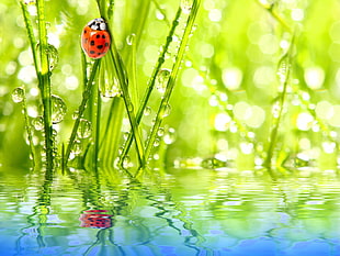 ladybug on grass wallpaper, nature, insect, water drops, leaves
