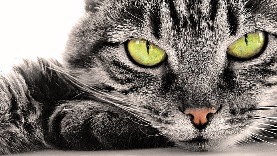 gray tabby cat, closeup, cat, feline, animals HD wallpaper