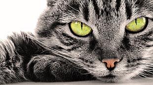 gray tabby cat, closeup, cat, feline, animals