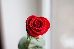selective focus photography of red rose bud HD wallpaper