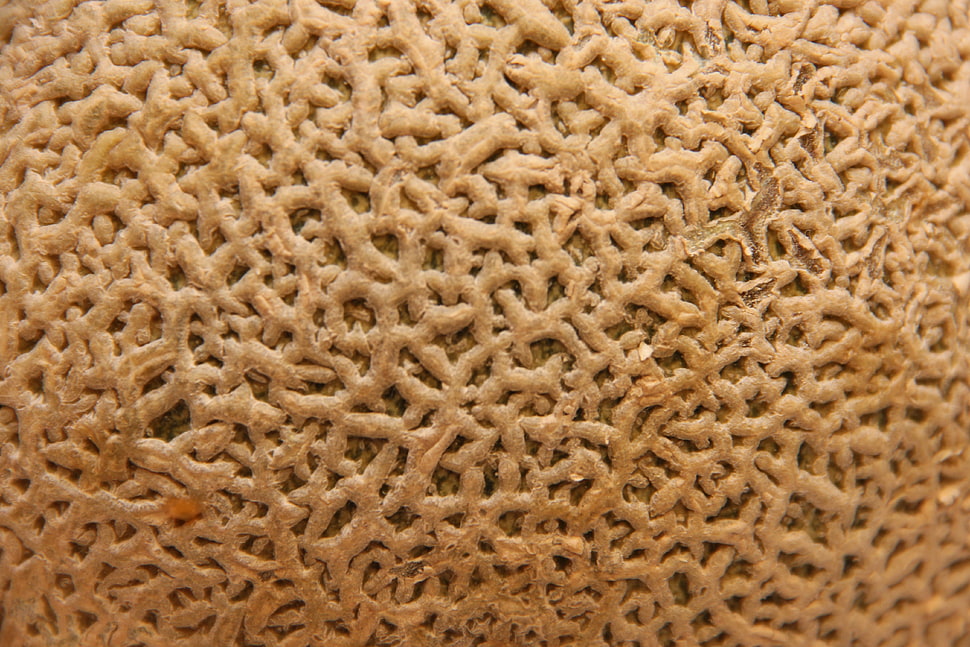 brown coral HD wallpaper