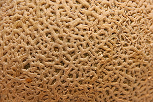 brown coral