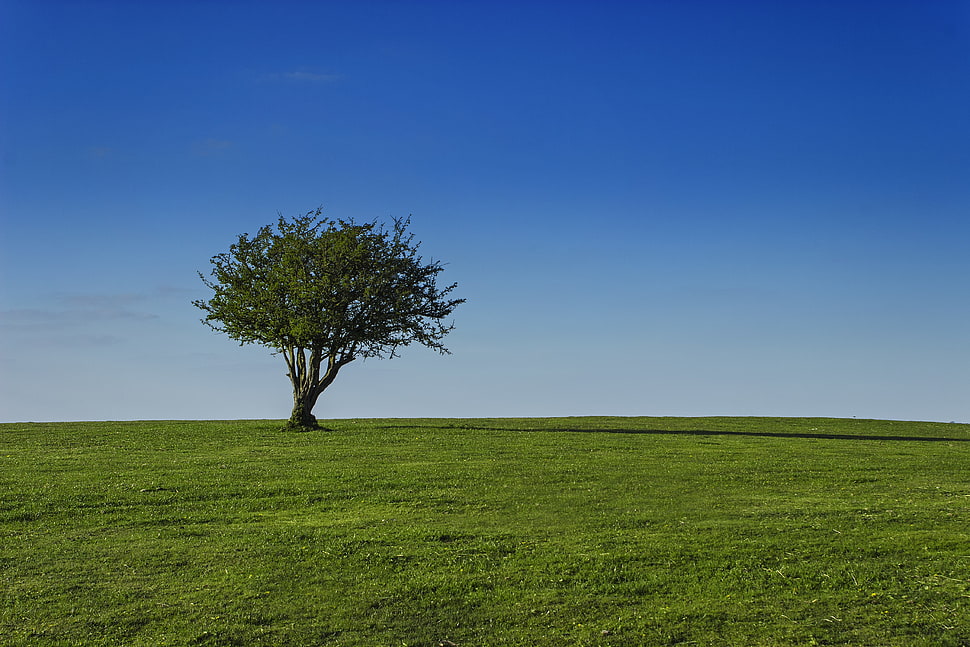 focus photo of tree HD wallpaper