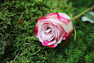 white and red rose on the grass plant