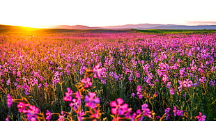 pink petaled flower field, plants, landscape, flowers