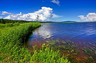body of water beside grasses under clear blue sky