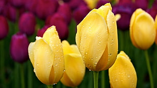 selective focus photo of yellow petaled flowers HD wallpaper