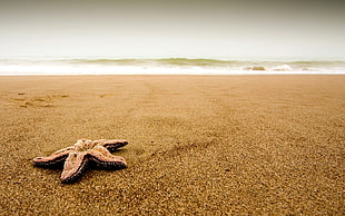 photography of brown Star Fish on brown sand during daytime HD wallpaper