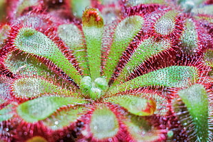 macro photography of green and red plant