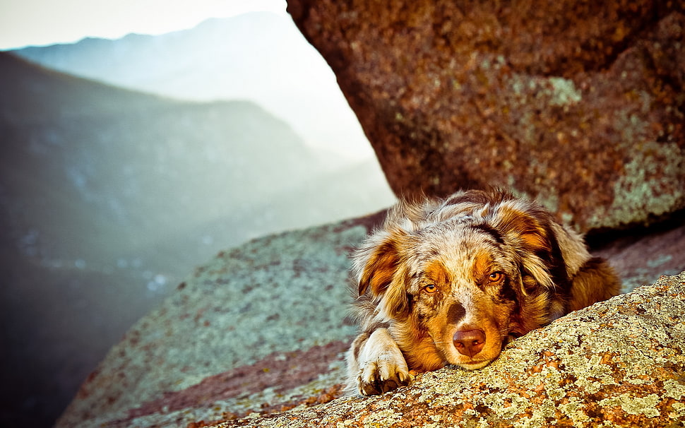 adult long-coated brown dog on rock photograpy HD wallpaper