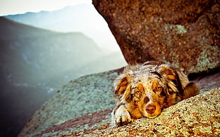 adult long-coated brown dog on rock photograpy