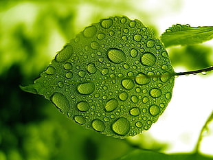 green leafed, nature, water drops, leaves, macro