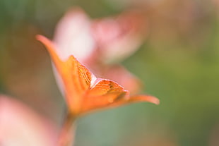 close-up photography of orange petaled flower HD wallpaper