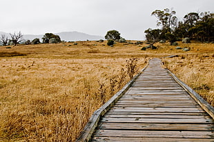 brown wooden walkway in between of brown fields