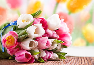 white and pink tulips bokeh photo HD wallpaper