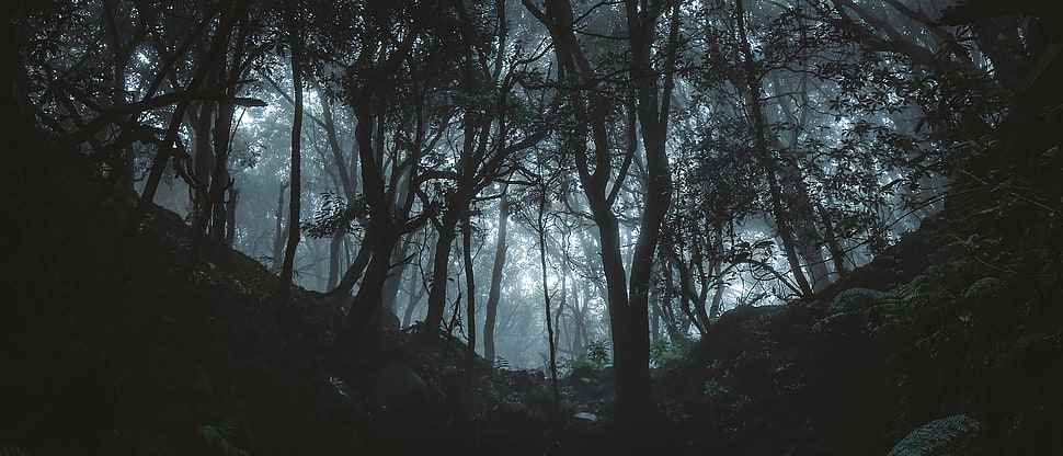 black and white tree branch, 500px, dark, forest, trees HD wallpaper