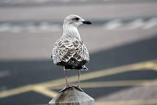 grey Gull perching on wooden post, herne