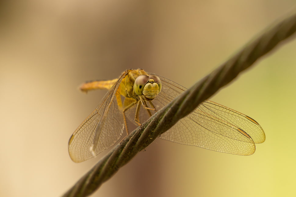 selective focus photography of brown dragonfly on gray rope HD wallpaper