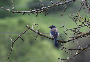 brown and blue bird on branch at daytime, jay