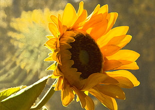 sunflower focus photography
