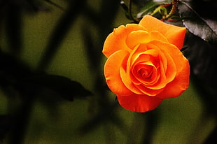 orange rose during daytime HD wallpaper