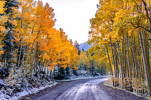 landscape photography of road between yellow trees HD wallpaper