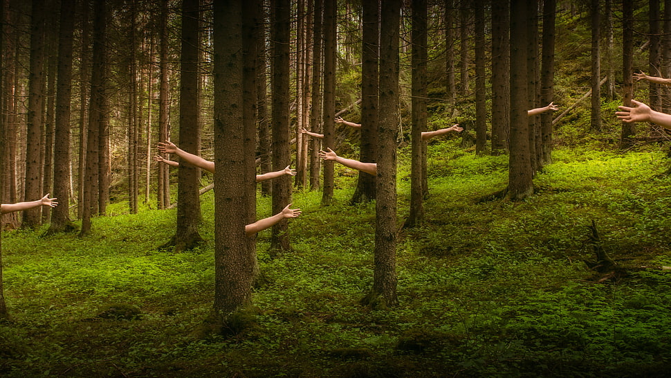 brown tree with hand illustration HD wallpaper