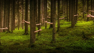 brown tree with hand illustration HD wallpaper