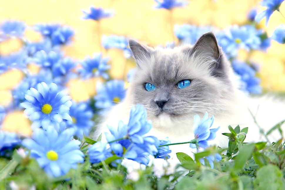 white persian cat surrounded by blue flowers HD wallpaper