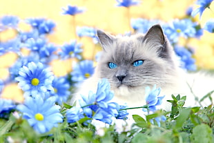 white persian cat surrounded by blue flowers