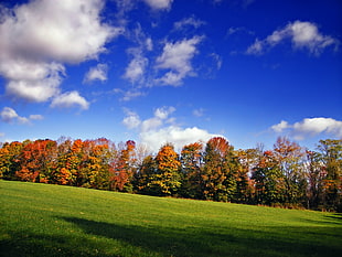 photo of green and brown trees