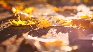 orange maple leaf, leaves, macro, fall, sunlight HD wallpaper