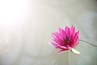 pink waterlily flower on gray background