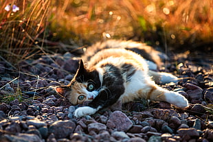 photo of cat laying on rock