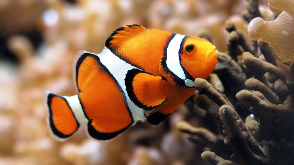 orange and white clown fish, fish, nature, coral, clownfish HD wallpaper