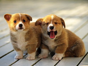 two tan-and-white medium-coated puppies