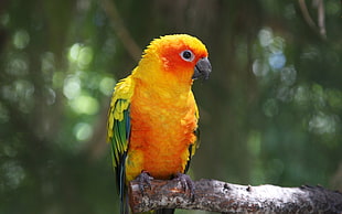 yellow and red parrot