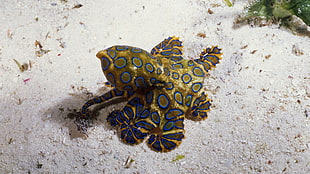 yellow and blue sea creature, animals, underwater