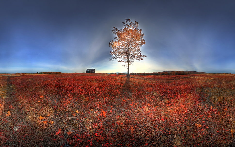 360 photography of lone tree on grass field under calm sky HD wallpaper
