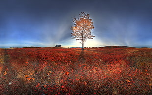 360 photography of lone tree on grass field under calm sky